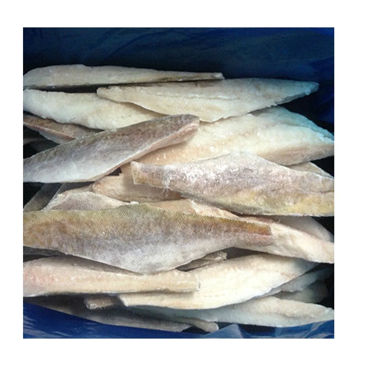 Good Quality Frozen Whole Round Hake Fish Available in Bulk Fresh Stock At Wholesale Price With Fast Delivery