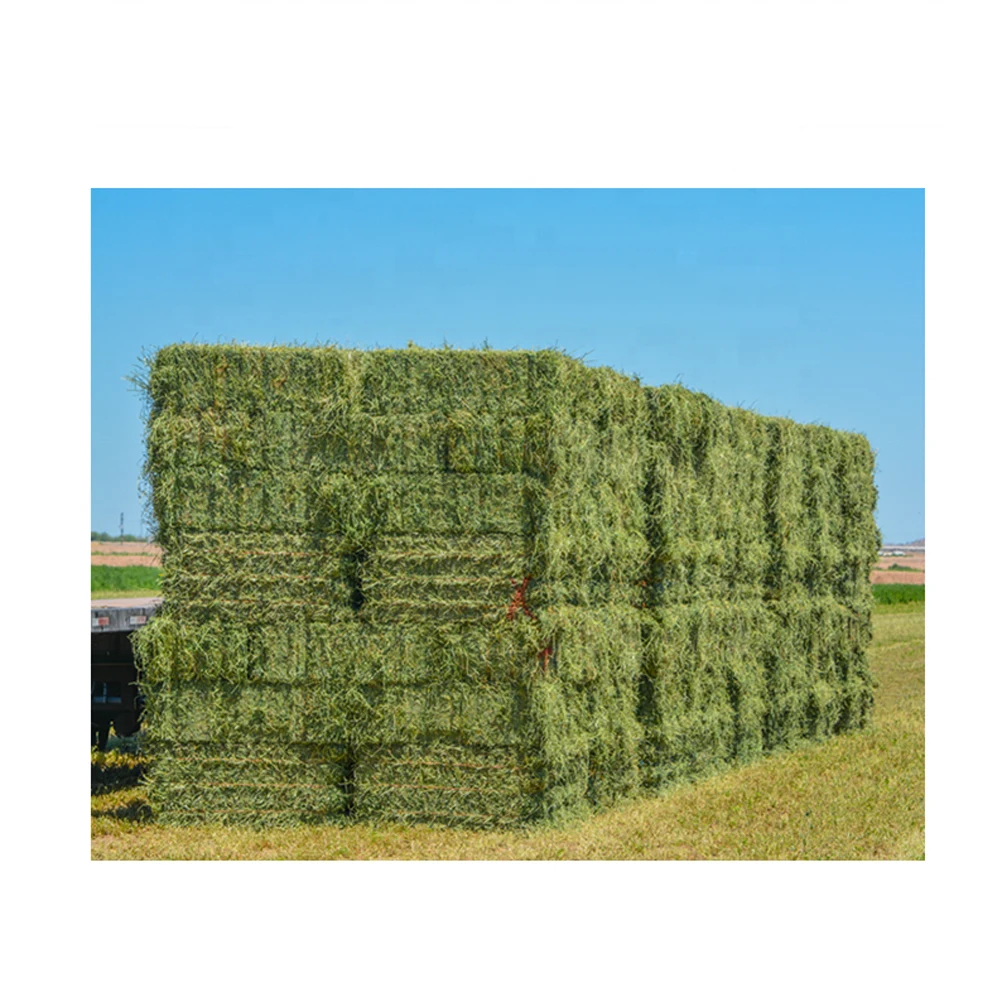 Rhode Grass Hay / Alfalfa Hay/Timothy Hay For Animal Feed