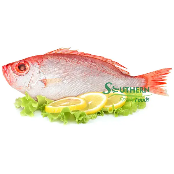 Wild Caught SFF Shelf origin style whole part life shape seafood suppliers Frozen Red Big Eye Fish WR Sea Fish from Vietnam