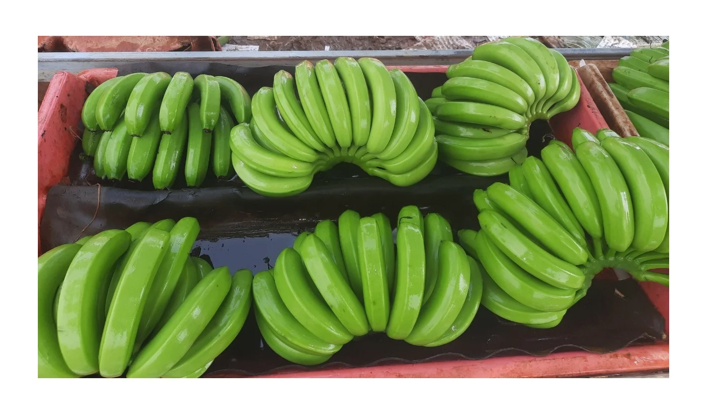 Best Price Fresh Fruit Bananas Bulk Stock Available With Customized Packing - Top Grade Tropical Fresh Banana From Vietnam