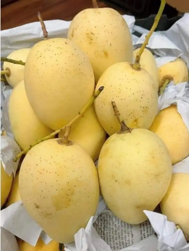 Best Selling Best Quality Fresh Green Mango Golden Nam Dok Mai Mango Grade A Size 250-350 Gram Weight 15 Kilogram Fruit Vietnam
