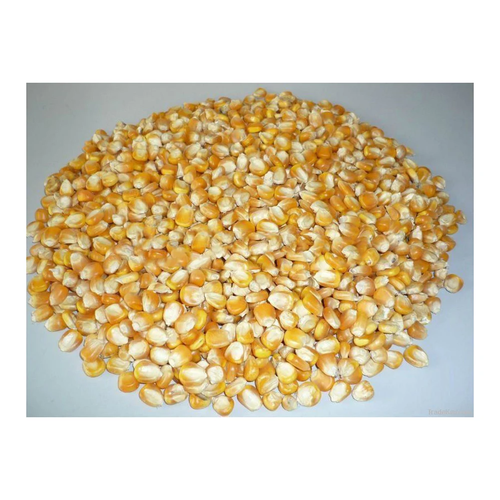Кукуруза/белая кукуруза/Кукуруза для продажи сладкая Желтая Кукуруза оптом без ГМО консервированная майз 185 г чистая Органическая чистка