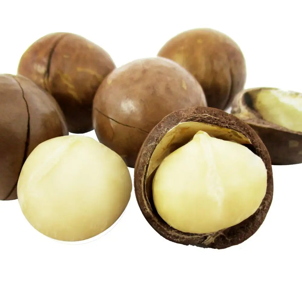 High Nutrition Dried Maca Macadamia Nut in shell and without shell