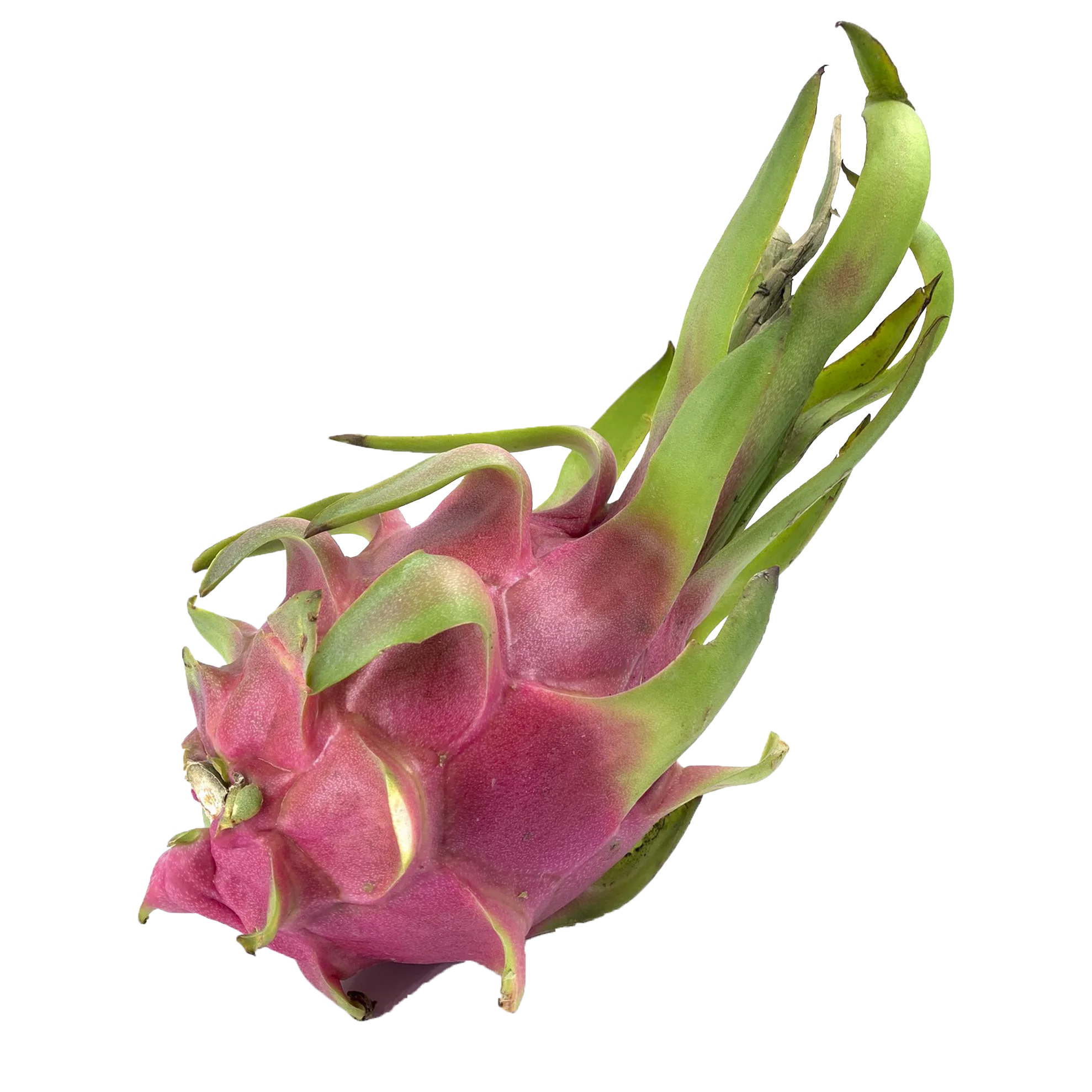 Best Selling First Grade Fresh White Dragon Fruit Delicious Export Using For Food Customized Packing From Vietnam Manufacturer