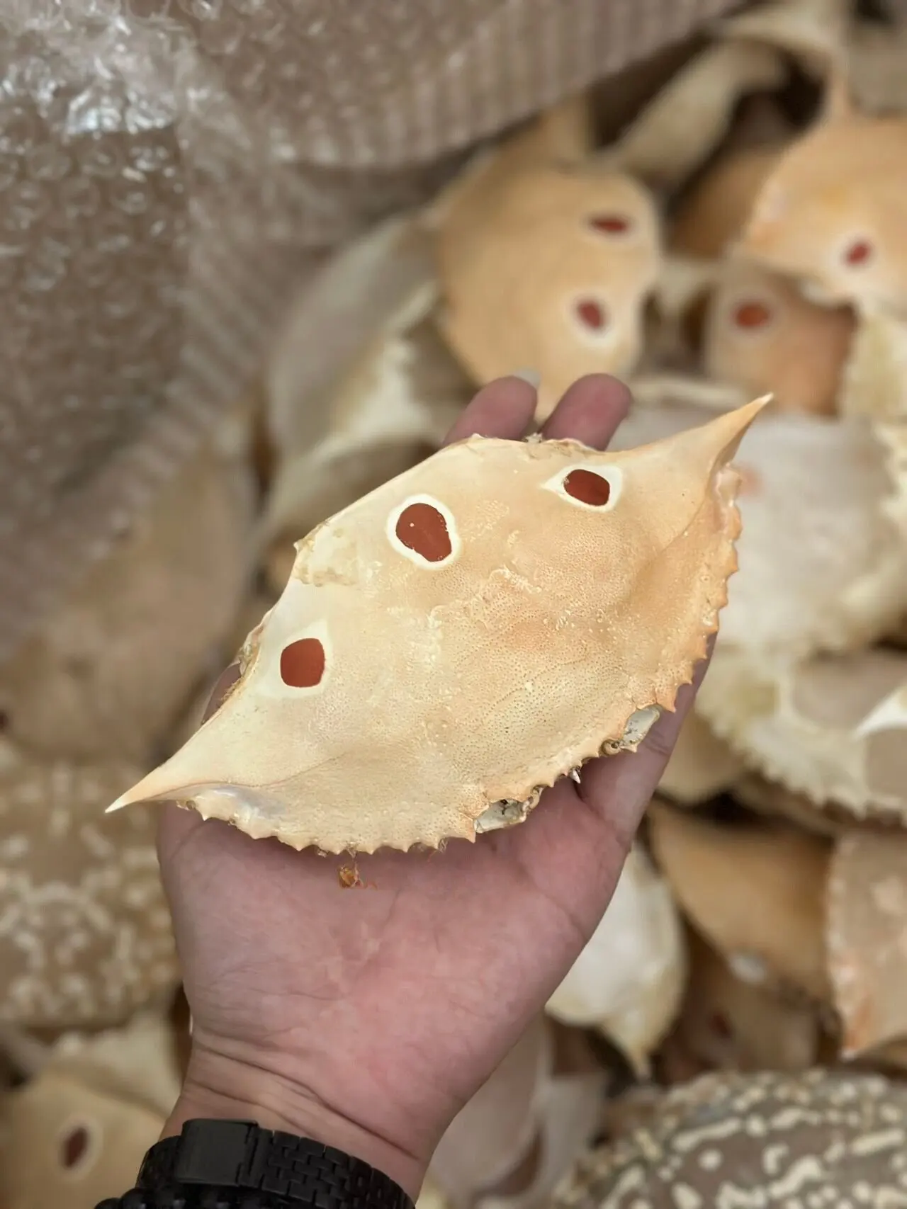 CLEAN DRIED THREE SPOT CRAB SHELL SIZE 11-13 CM FOR STUFFING FOOD IN BULK BLUE LOTUS VIETNAM