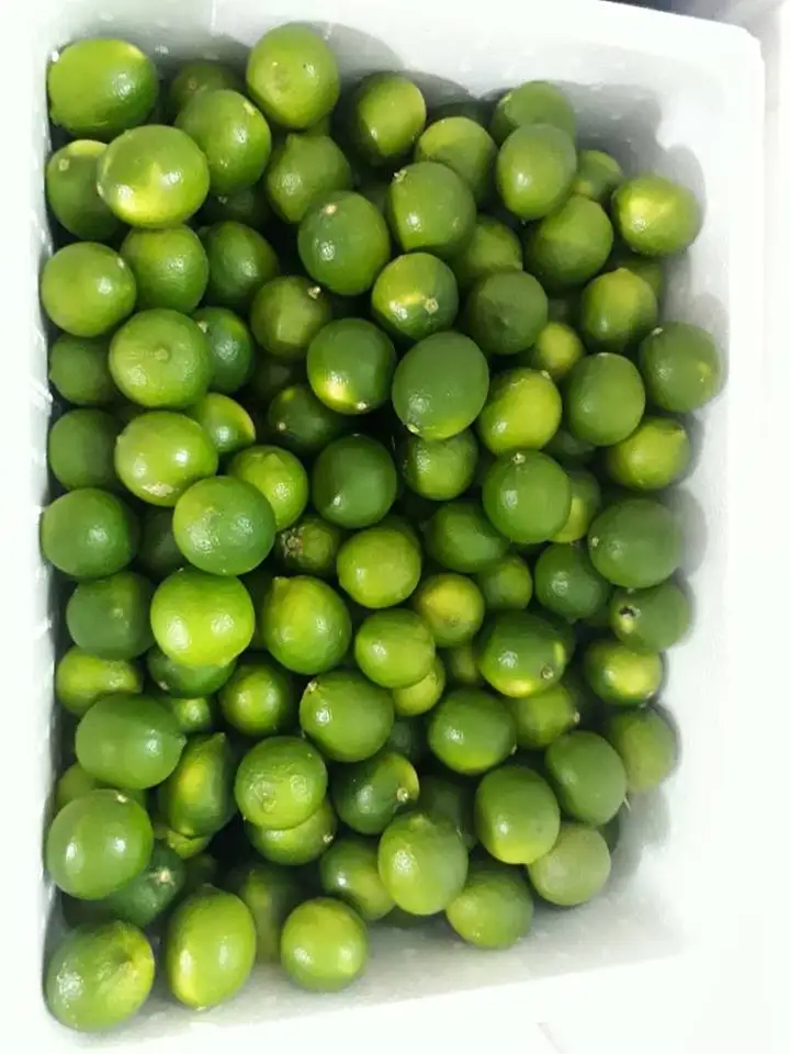 Hot sale Fresh Citrus Fruit SEEDLESS LIME FOR EXPORT WITH CHEAP PRICE