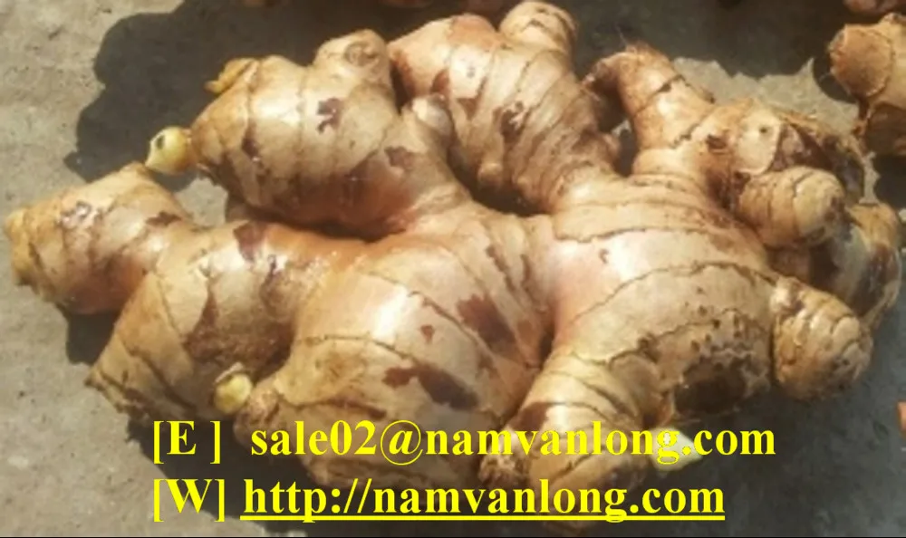 Newest Crop Pure Fresh Ginger 2023 From Vietnam - High Quality and Best Price Spices For Export