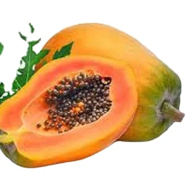 Fresh Papaya Fruit from India Low price for export 100% High Quality Fruit