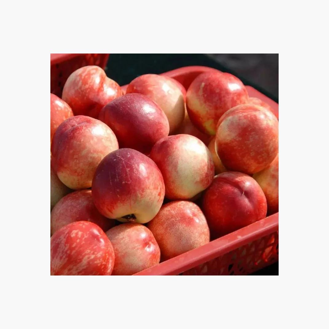 Свежие персики и нектарины