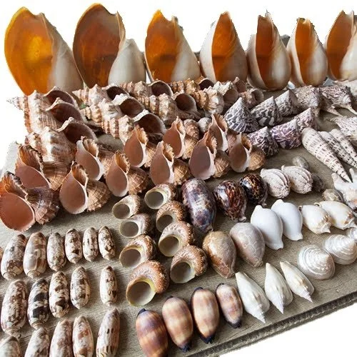 operculum Shells Murex Operculum Seashell / Wholesale Manufacturer Conch Operculum Seashells