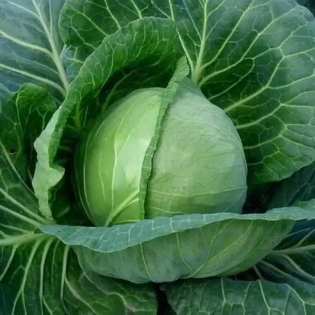 Hot Sale - Fresh Round Cabbage with high quality - High Quality Natural Cabbage made in Vietnam 2023