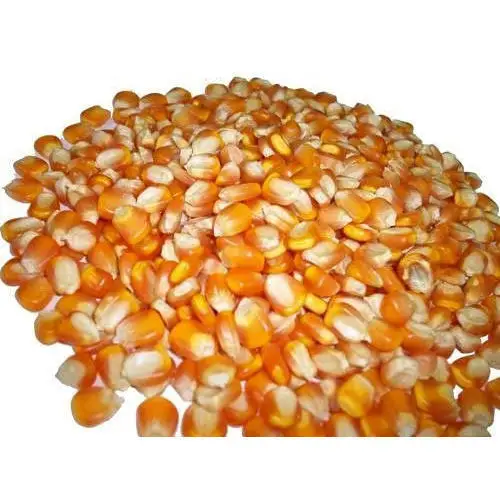 Best Grade Rich in High Quality Organic Corn best quality dried yellow corn at Most Favorable Price