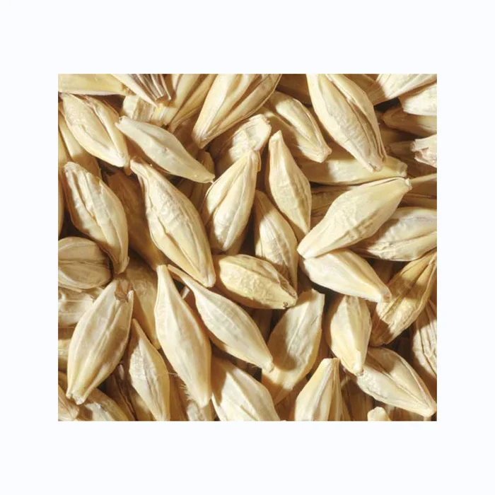 Hot Sales Organic Dried Malting Barley Seeds Whole Hulled Barley Grains Pearl Barley for Animal Feed
