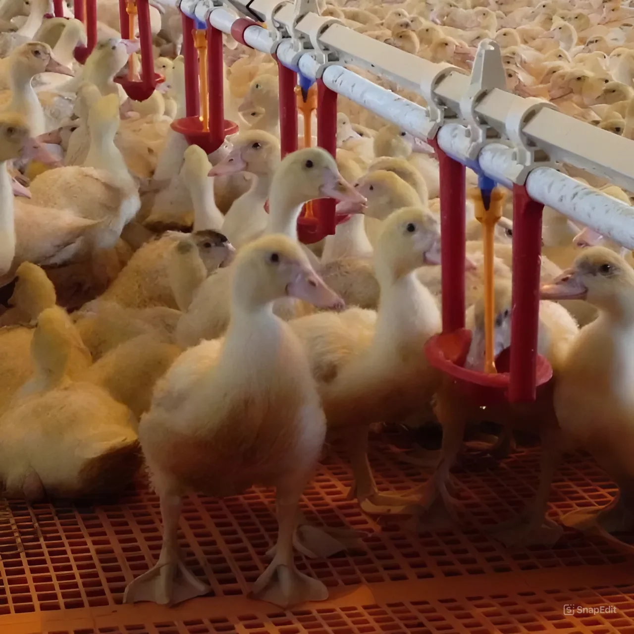 Chicken Cages With Poultry Feeders And Drinkers In Diameter 20cm, Depth 11cm Vietnam Manufacturer Best Price