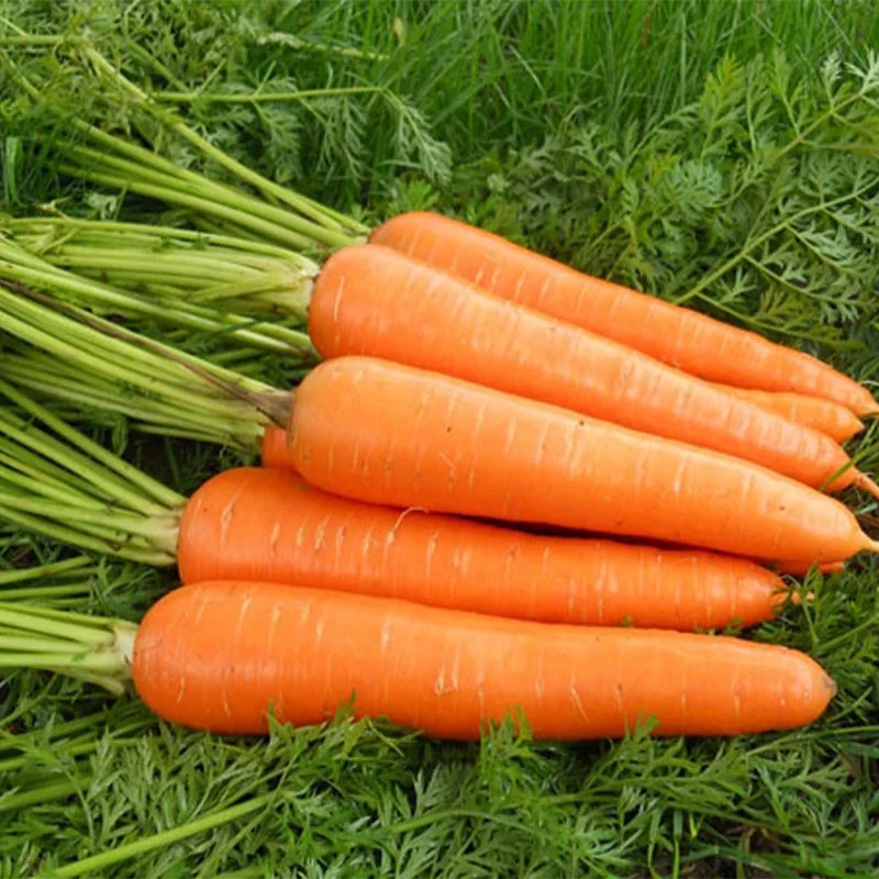 Свежие овощи, новый урожай, оптовая цена, свежие моркови, органическое происхождение вьетнам