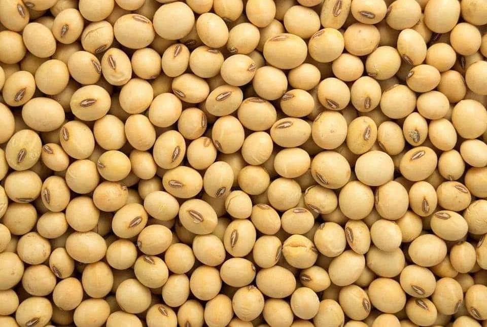 Non GMO соевые бобы высокого качества бобы/соевые для продажи
