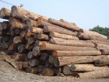 Hot Selling High Quality Wholesaler 100% Natural Solid Hard Acacia Log With Reasonable Price Origin Vietnam