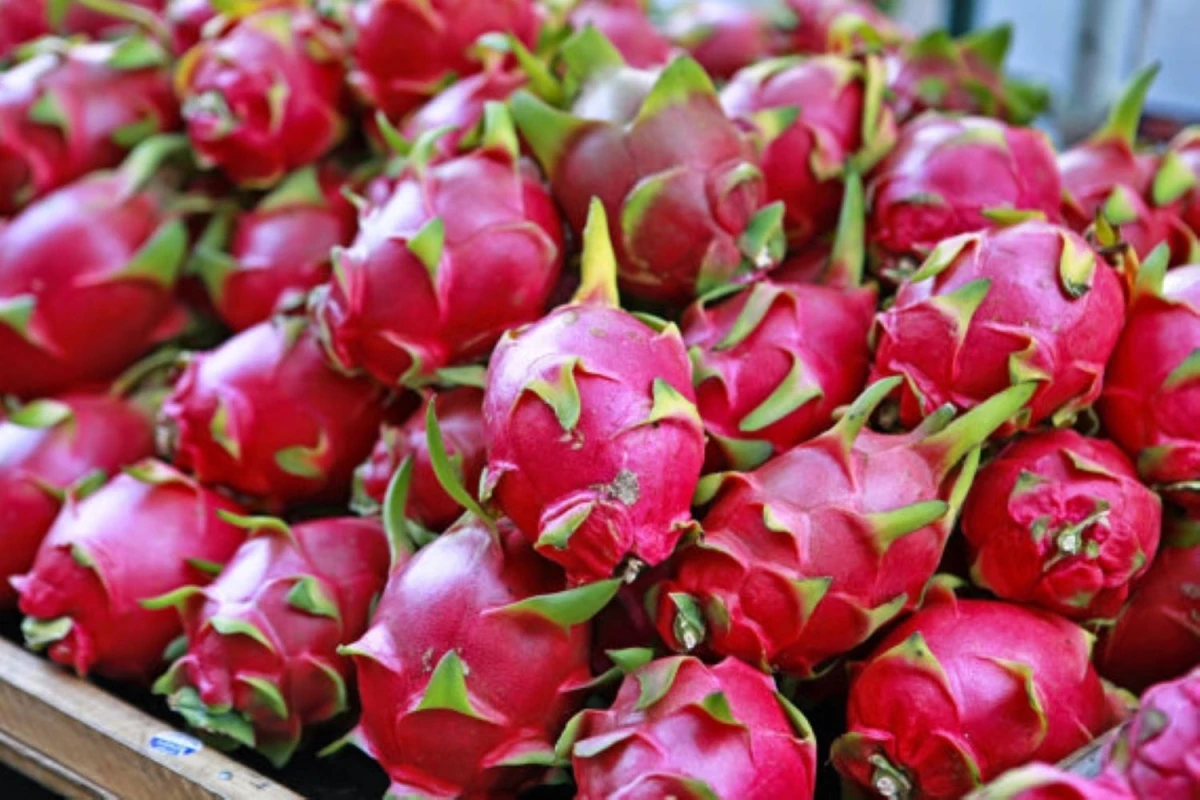 350-650 gram Dragon Fruit / Grade A For Export | Vietnam Agriculture Food CO., LTD