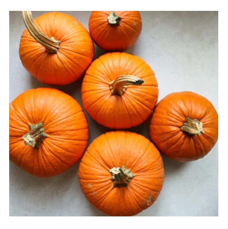 FRESH PUMPKIN GOOD TASTY VERY COMPETITIVE PRICE FOR SALE.