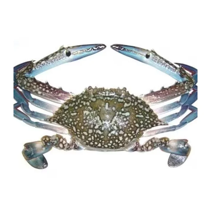 Original Fresh / Frozen Sea Crab At Cheap Wholesale Price