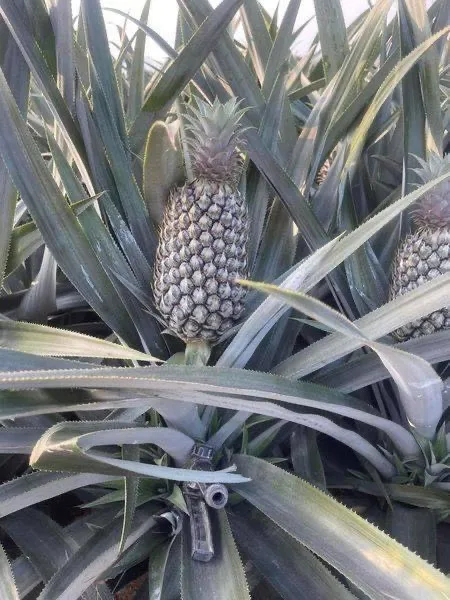 Ginger fresh ginger export high quality new crop in carton for wholesale fresh ginger