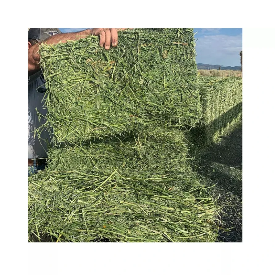 Alfafa Hay for Animal Feeding /alfalfa hay pellets /Timothy Hay in Bales
