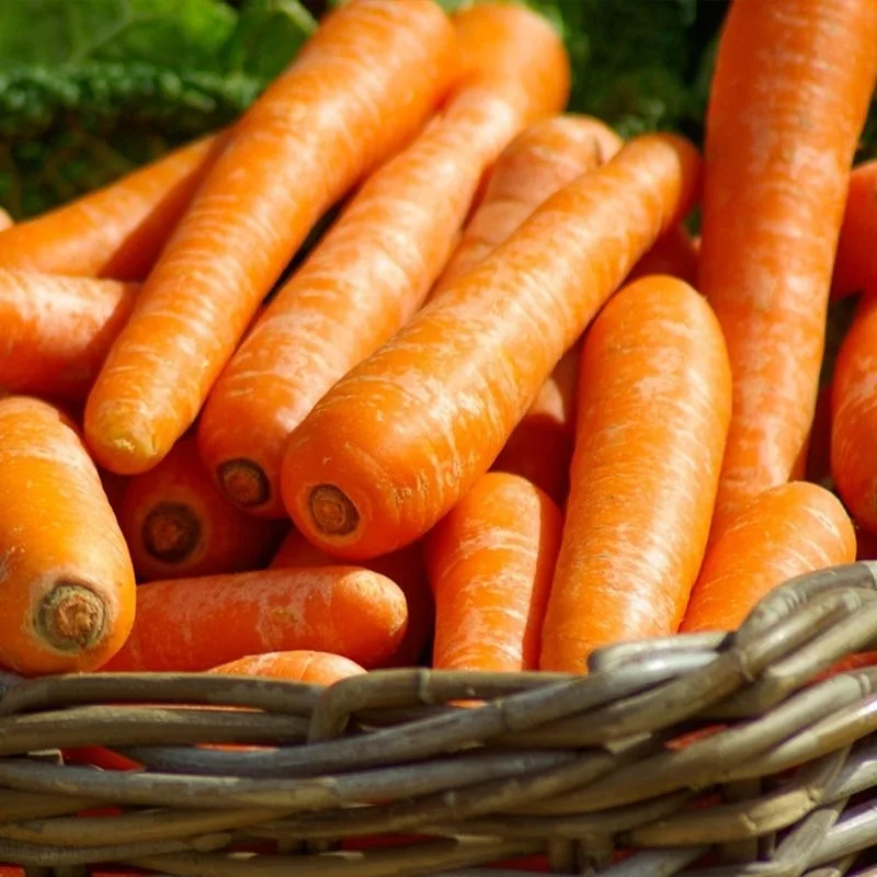 Свежие овощи, новый урожай, оптовая цена, свежие моркови, органическое происхождение вьетнам