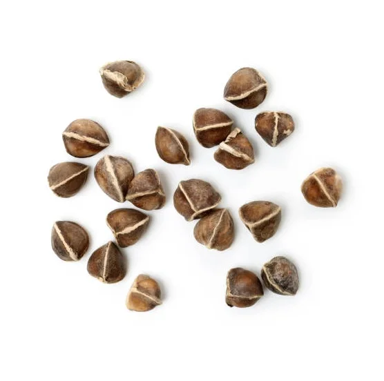 Wholesale Moringa Seeds Bulk Moringa Seeds Moringa Tree Seeds