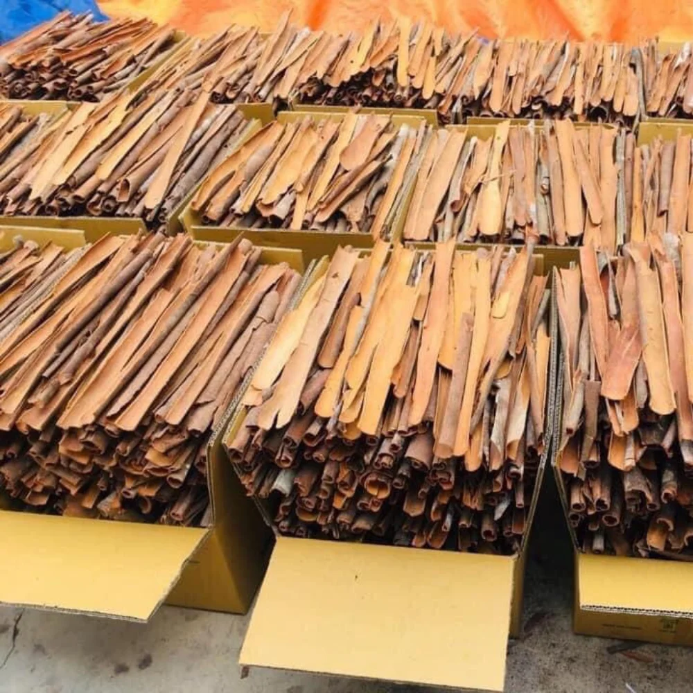 Cheapest price Cinnamon sticks Ready to export dried cinnamon wholesale from vietnam Manufacturer