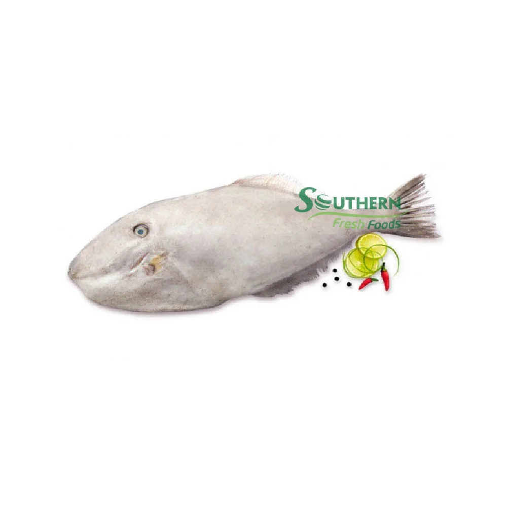 Wild Caught SFF Reasonable price package wholesale price fish seafood Frozen Leather Jacket Fish Sea Fish from Vietnam
