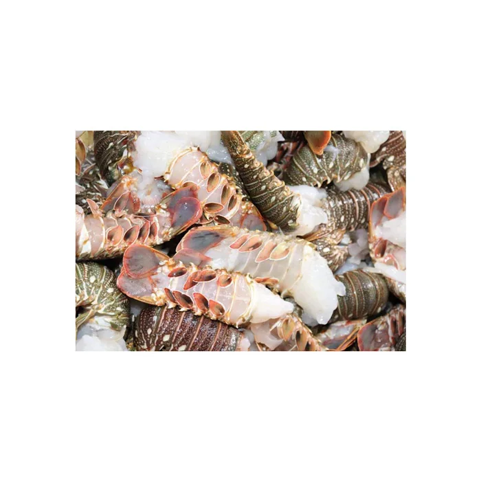 High Quality American Lobsters Fresh/Live/Frozen Whole or Tail Boxed Seafood at Cheap Wholesale Price