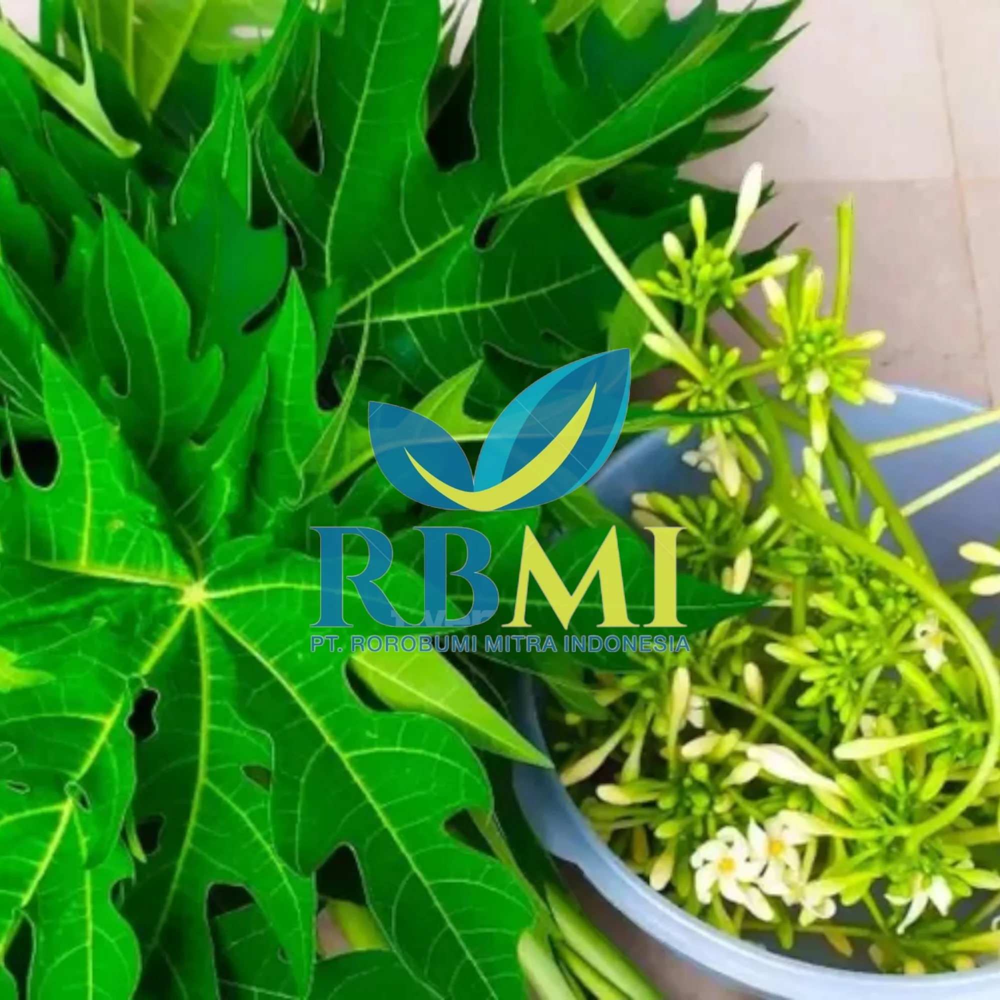 Export High Quality Papaya Leaf/ Papaya Flower for Wholesale/ Dried Papaya Flower