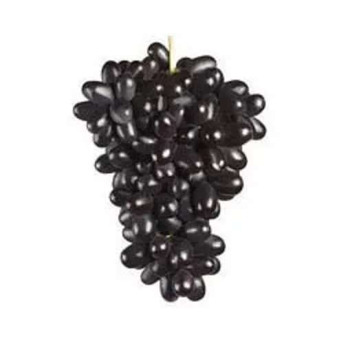 Export Quality Premium Black Grapes with Good Sweet Content and Flavorful Available at Wholesale Price from Indian Exporter