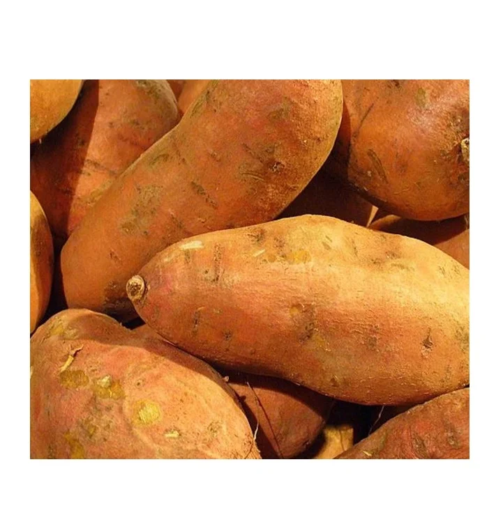 PREMIUM QUALITY FRESH SWEET POTATO FROM -SWEET Potato Wholesaler LOW PRICE fresh potato