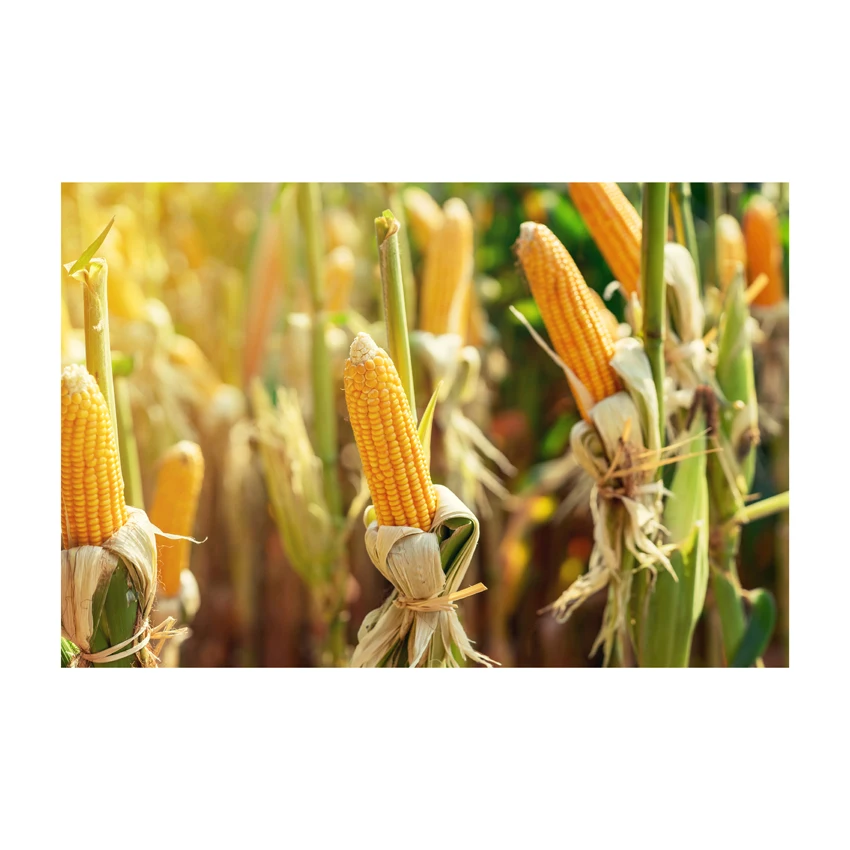 Hot Selling Agricultural Product_Bulk Gluten Yellow Corn Meal Whole Sale Bulk White/yellow Corn for Sale