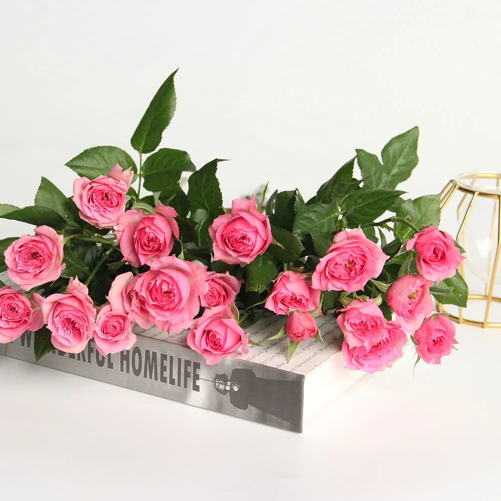 Fresh Cut Flowers Rose Wholesales FactorySupply Long Stem Fresh Roses For Valentines Flower Arrangement