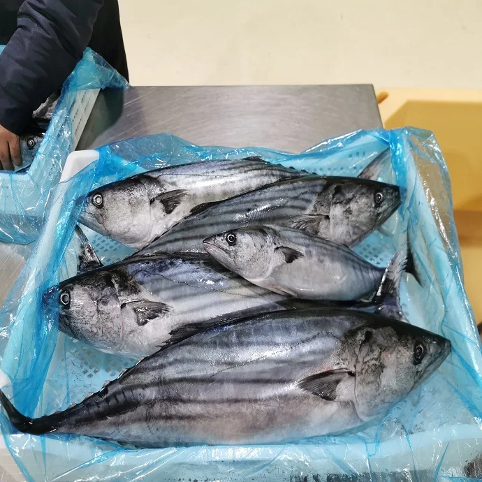 Catch By traw Frozen Fresh Yellowfin Tuna Whole Round