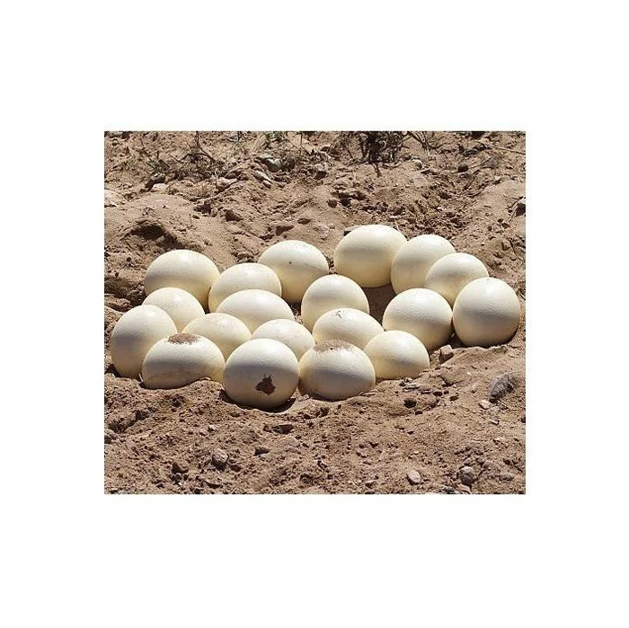 Chicken Eggs Ostrich Eggs, Chicken Eggs, Eggs Fresh Table Eggs Brown And White