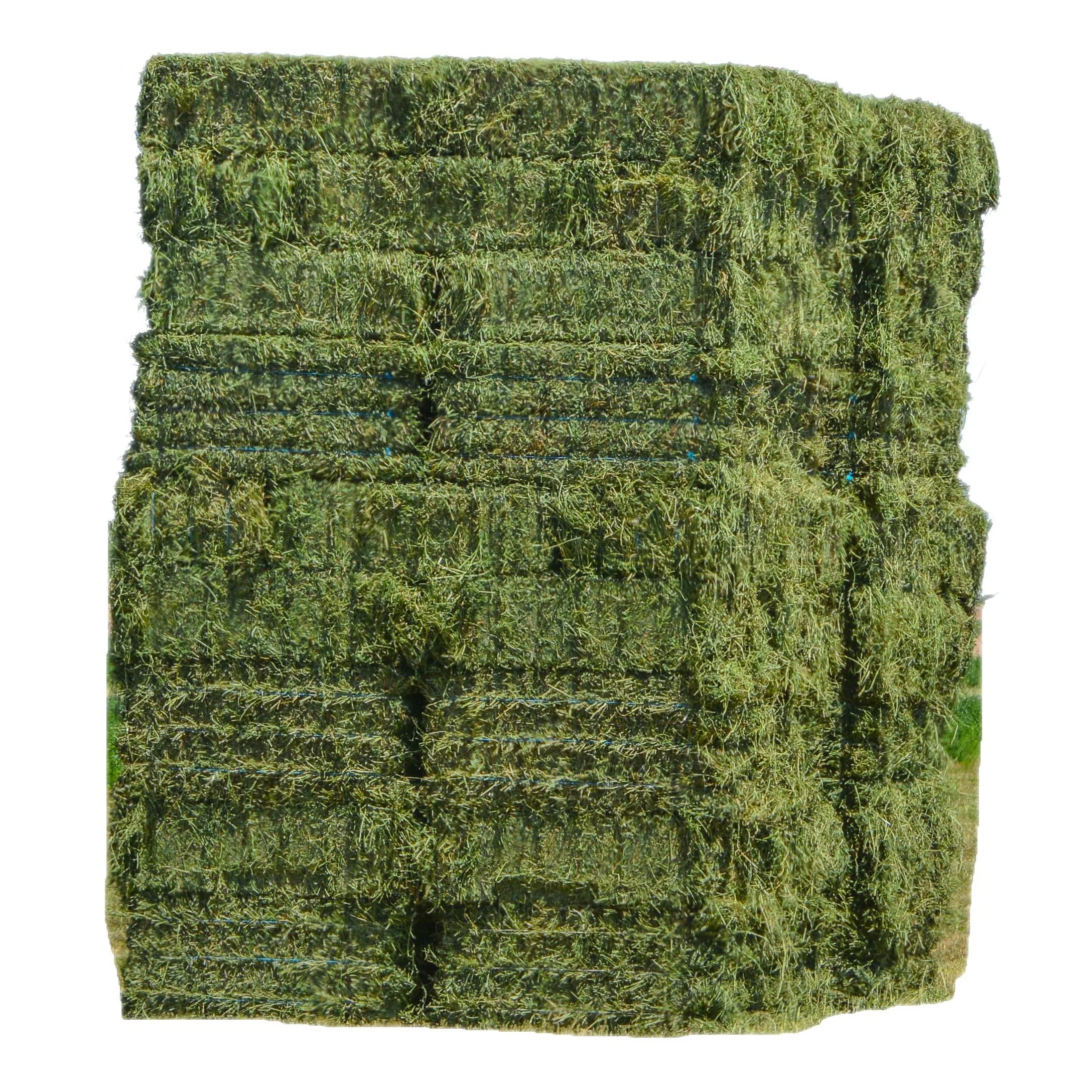 Best Price Bulk Alfalfa Hay Grass Bales For Cattle Feed