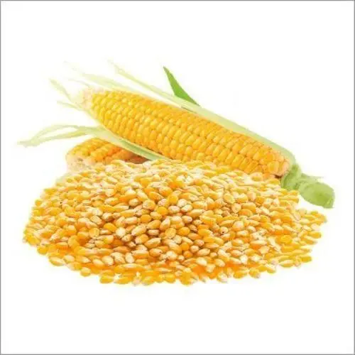 Yellow Corn Maize00.jpg
