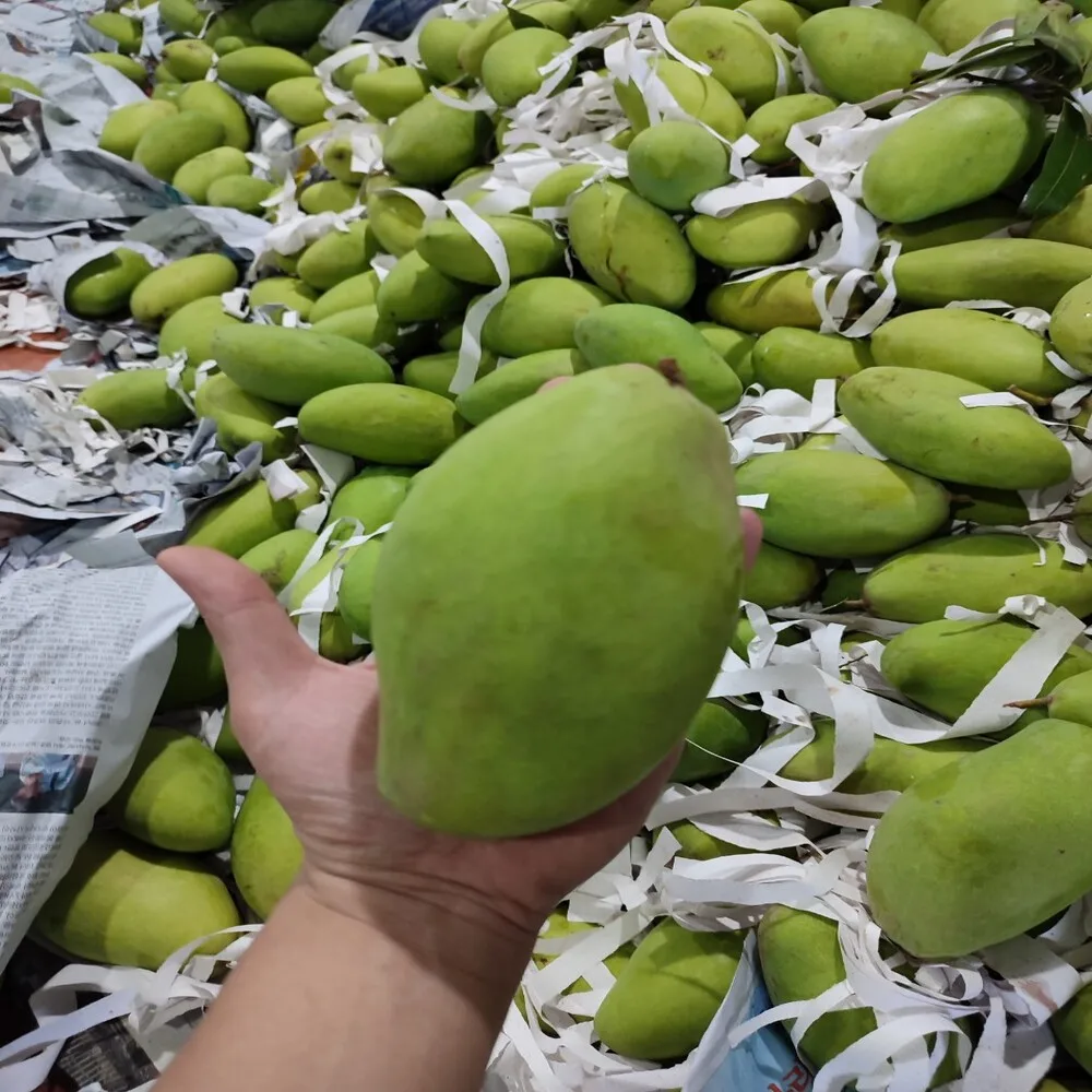 1 Month Shelf Life Fresh Mangos Passionate Aroma Sweet Taste Agriculture 100% Natural Vietnamese Cat Chu Mango