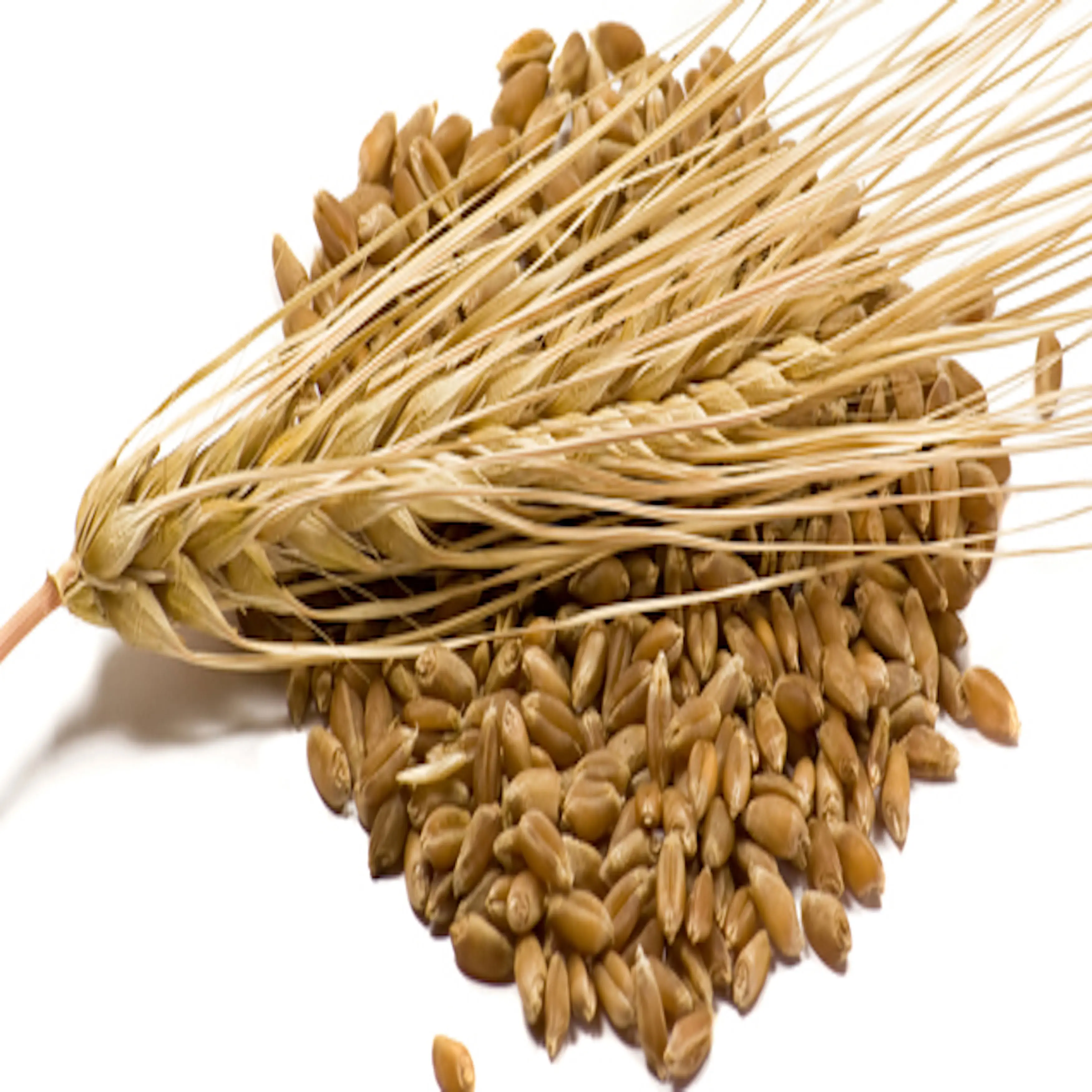 Best Price Barley Grains Premium Barley Seeds Buy Now In Stock Low Price Malted Barley Fast Delivery Wholesale Available