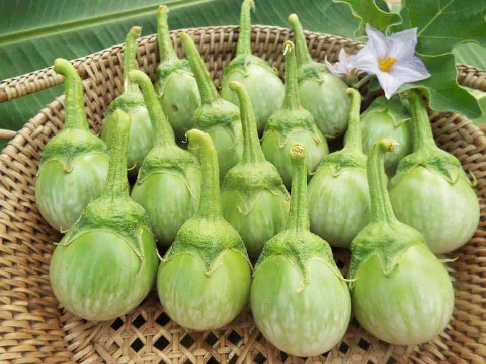 Fresh Round Egg plant From Thailand Fresh Vegetable Ready to export Premium quality Fresh Round Egg plant