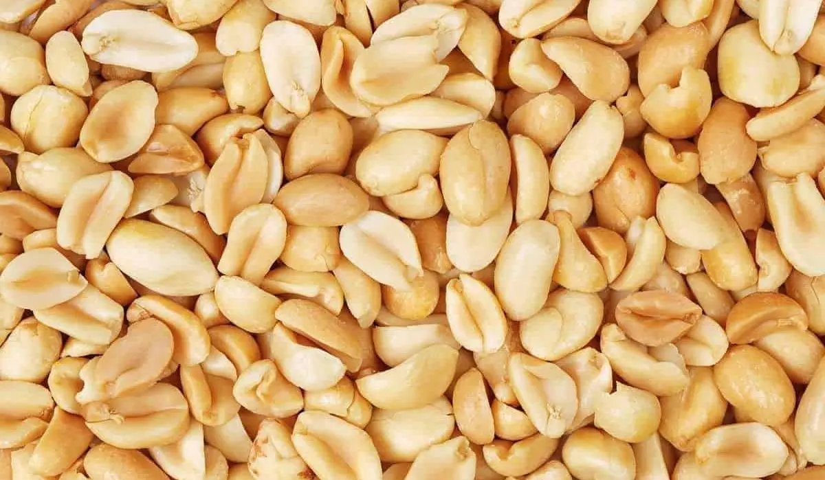 Rich in protein Rich organic protein Kernel Raw Peanuts Kernel Peanut