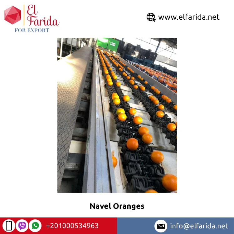 Egypt Origin Exporter of New Crop Natural Sweet Delicious Fresh Navel Orange/ Valencia Orange for Bulk Purchase