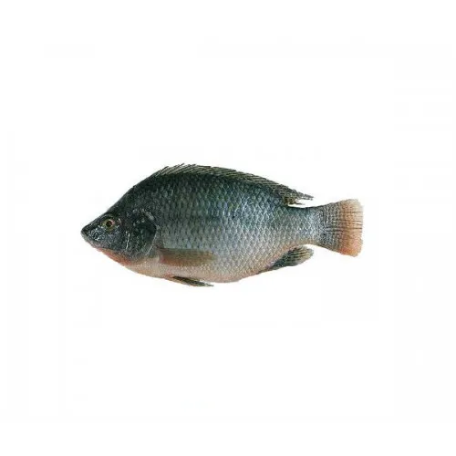Fresh Fish Suppliers Wholesale Iqf Frozen Clean Tilapia Whole Round Wgs Black Tilapia For Buyer