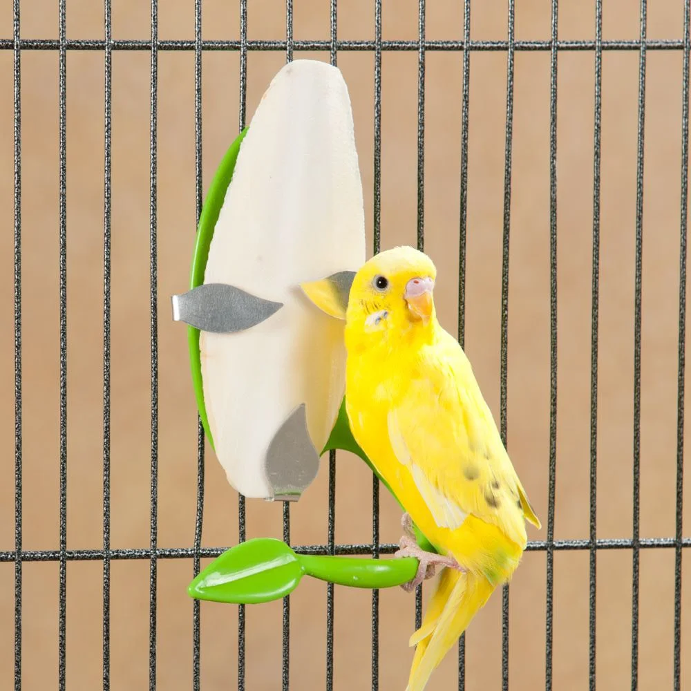 Best choice Pet Food 2023/ The gift Special for birds I DRIED CUTTLEFISH BONE FOR PETS AND BIRDS I 100% natural/Ms.Thi