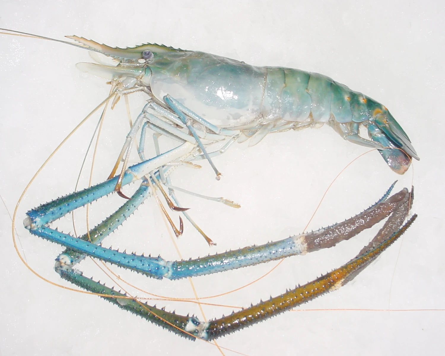 Fresh Water Frozen Prawn