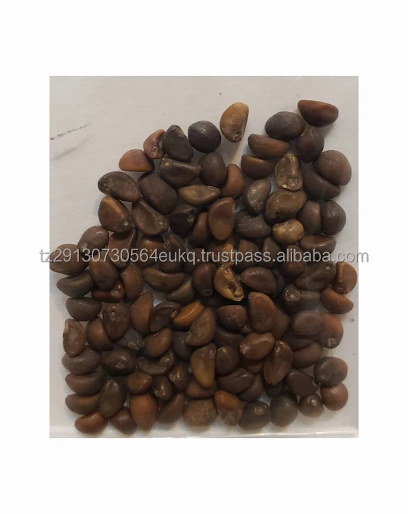 Organic Broccoli Seed 2% Broccoli Sprout Extract Broccoli