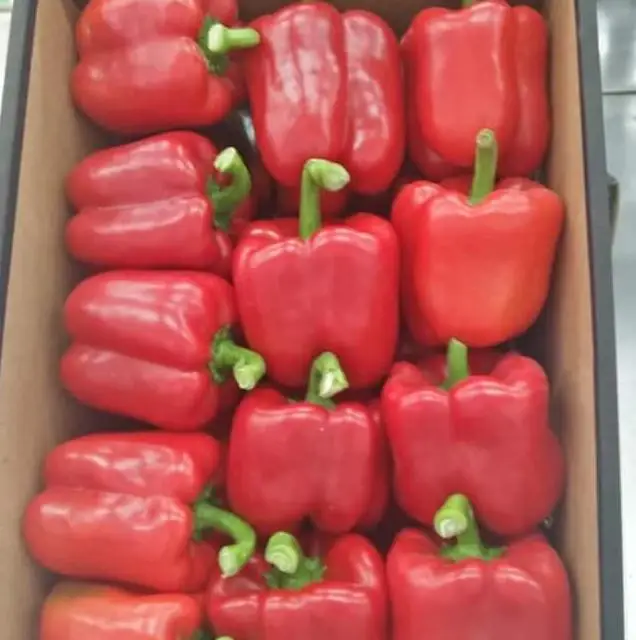 colorful capsicum